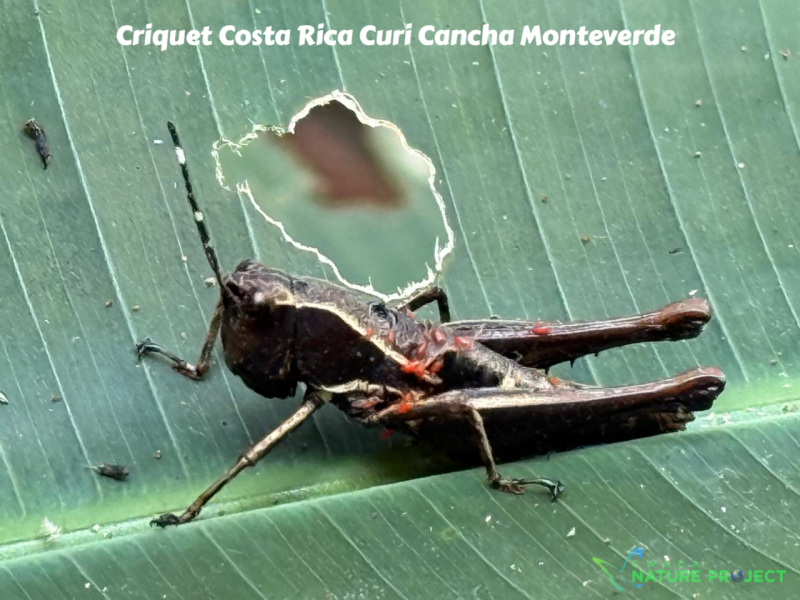 Criquet wildlife CostaRica Pura Vida Curi Cancha