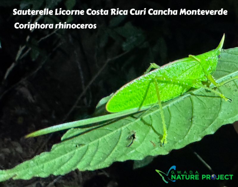 Sauterelle wildlife CostaRica Pura Vida Curi Cancha