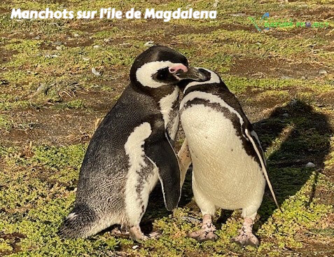 manchot, terre de feu, chili, Evasion, Voyage