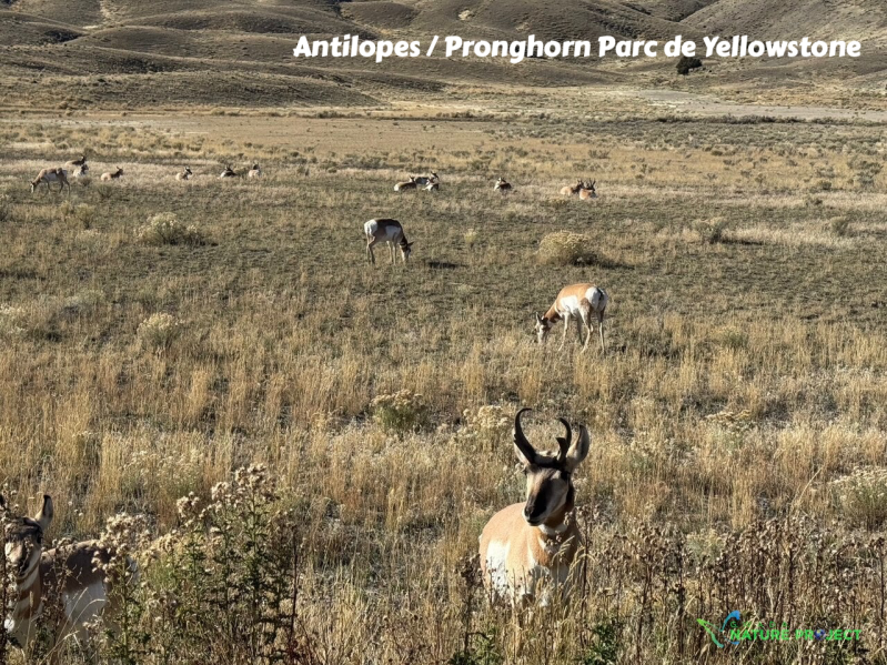 wildlife Yellowstone Antilopes Pronghorn