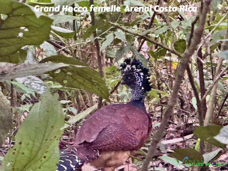 Curassow wildlife CostaRica Pura Vida Volcan Arenal Oiseaux