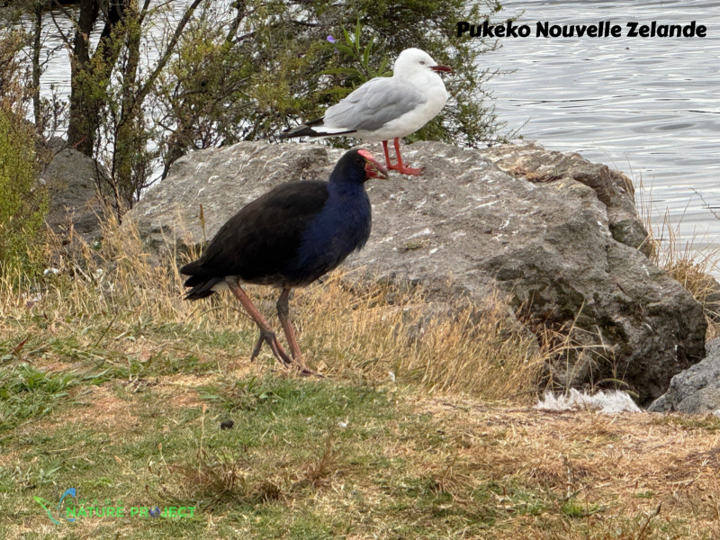 pukeko, poule d'eau,Nouvelle Zelande, voyage, evasion