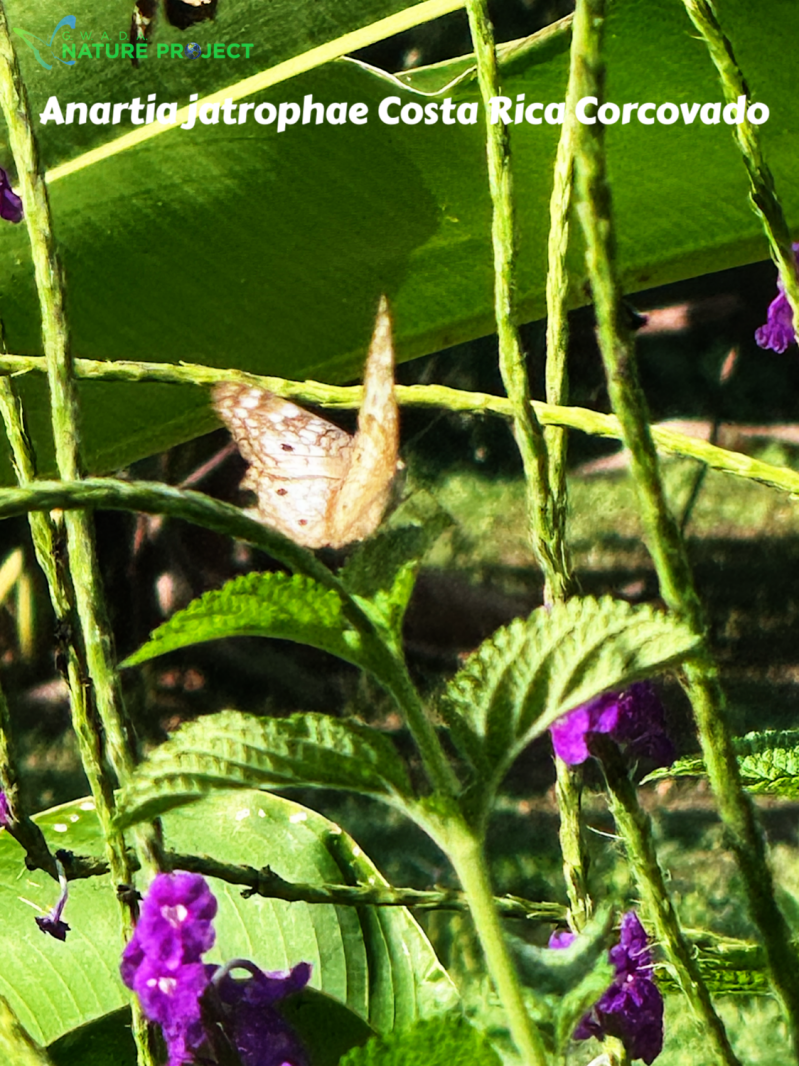 Papillon wildlife CostaRica Pura Vida Corcovado