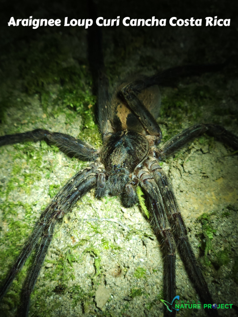 Araignee wildlife CostaRica Pura Vida Curi Cancha