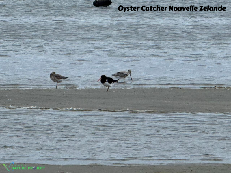 oyster catcher,Nouvelle Zelande,voyage, evasion