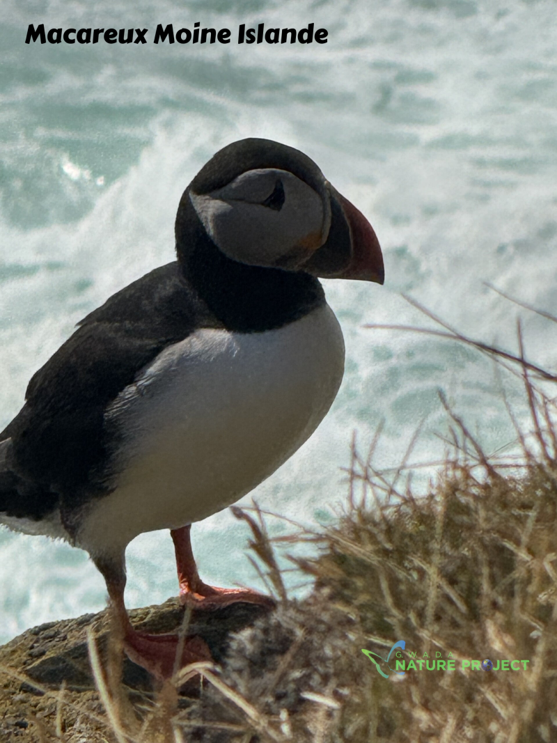 macareux, macareux moine,Islande, Evasion, voyage