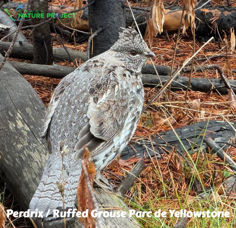 wildlife Yellowstone  Perdrix Ruffed Grouse