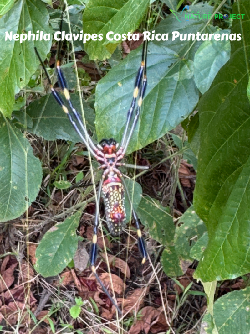 Araignee wildlife CostaRica Pura Vida Curi Cancha