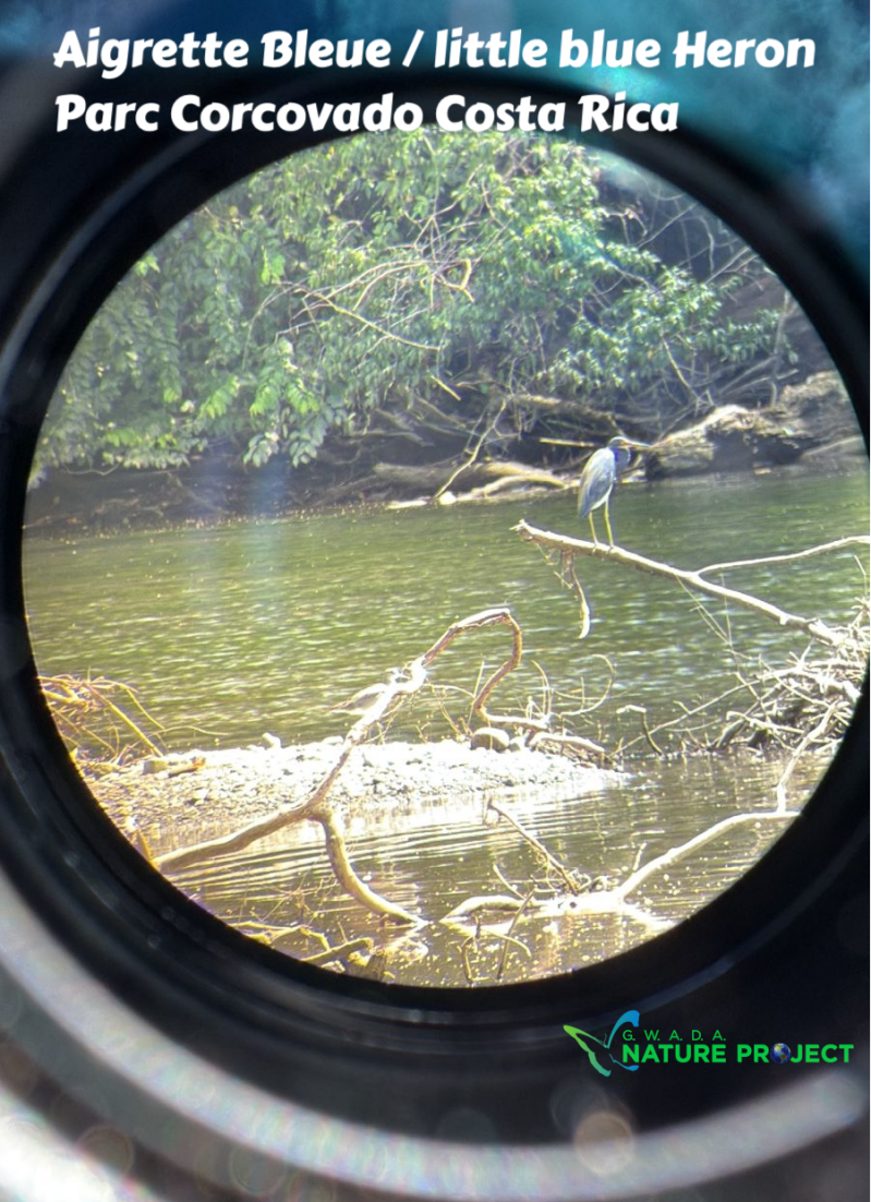 heron wildlife CostaRica Pura Vida Corcovado Oiseaux