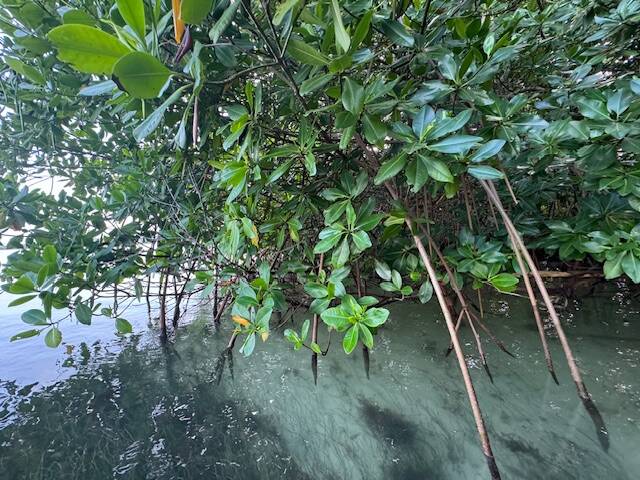 mangrove, plantation mangrove, protection mangrove