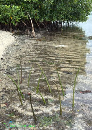 plantation de fruits de mangrove, paletuvier rouge, faune et flore Petit Cul de Sac Marin, Faune et Flore Guadeloupe