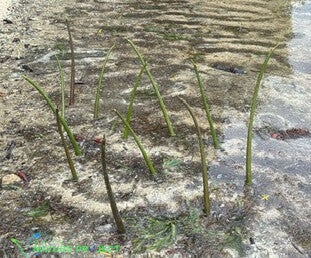 plantation mangrove, protection mangrove, mangrove