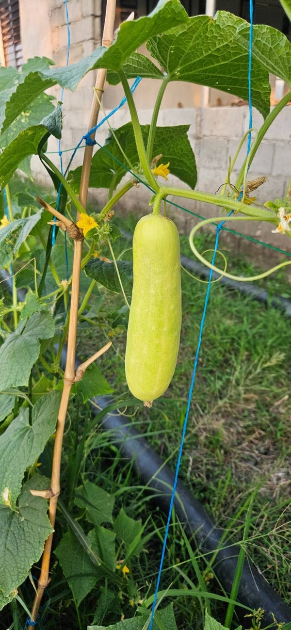 PEPINOS