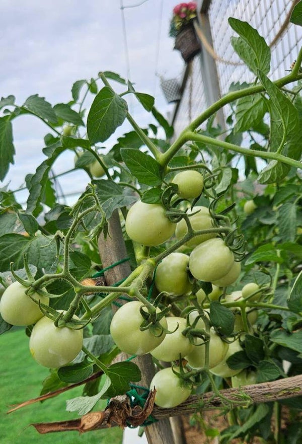 TOMATO'S