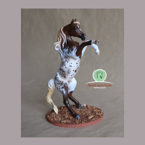 Meknès du Clos du Rohan - CM Collecta Arabian Stallion Rearing
