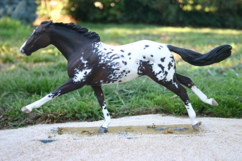Saskatchewan Dancer - Photo Christelle F.