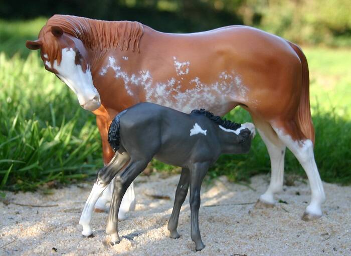 Cléhore &amp; Galahad - Photo Christelle F.