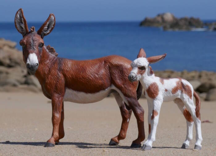 Cannelle &amp; Pimprenelle - Photo Clémentine B.