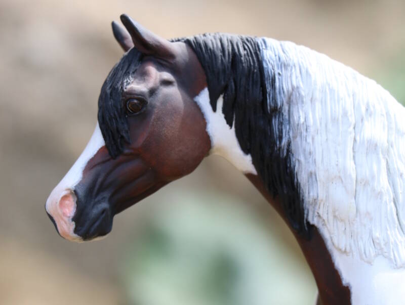 Dakota - CM Breyer Peter Stone Arabian