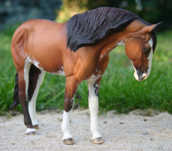 Daytona du Clos du Rohan - Photo Christelle F.