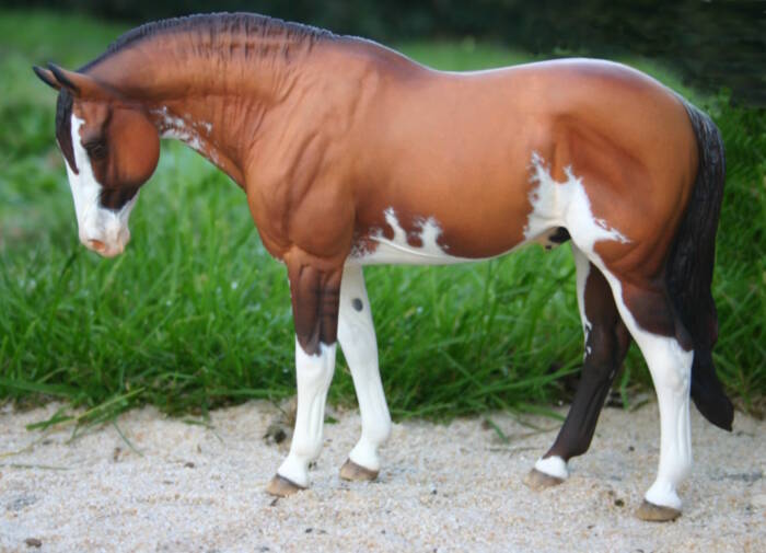 Daytona du Clos du Rohan - Photo Christelle F.