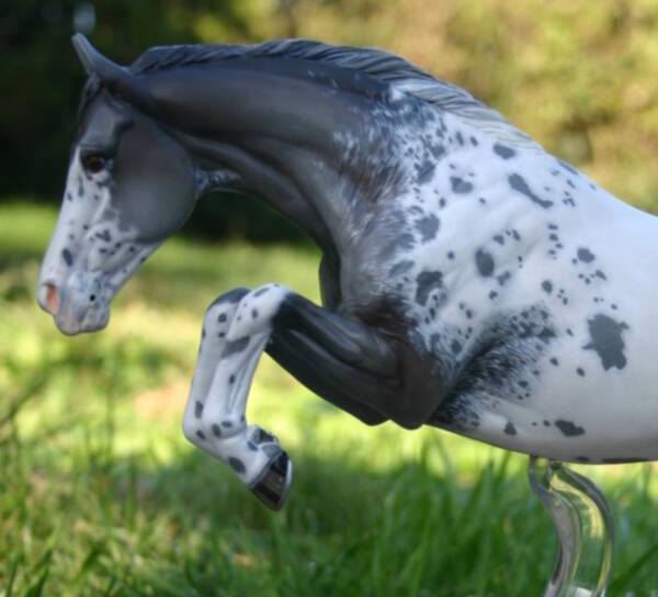 Harrystide du Clos du Rohan - Photo Christelle F.