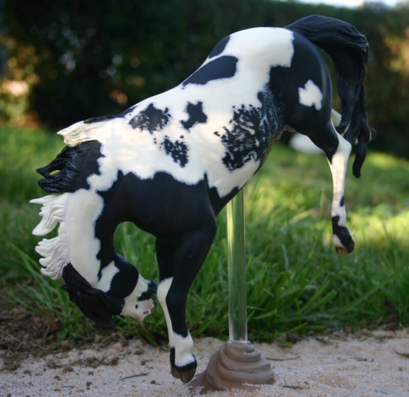 Willow Spot Fever - Photo Mandy L.