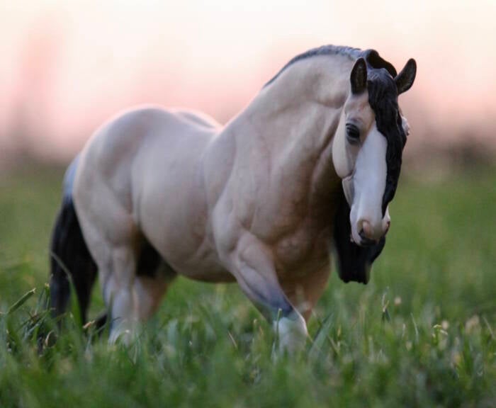 Koda du Clos du Rohan - Photo Maëva L.