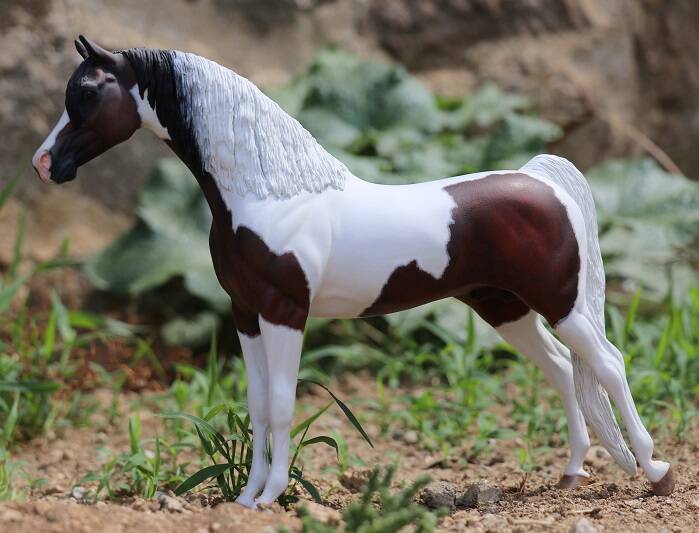 Dakota - Photo Nadège P.