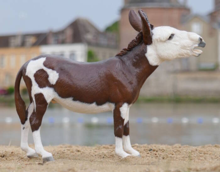 Paprika du Clos du Rohan- Photo Clémentine B.