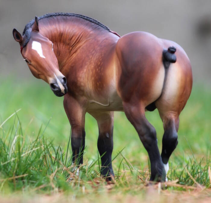 Porthos du Clos du Rohan - Photo Angela A.