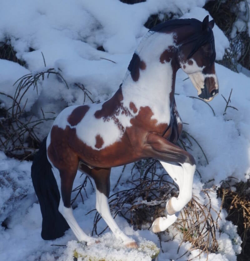 Renegade du Clos du Rohan - Photo Christelle F.