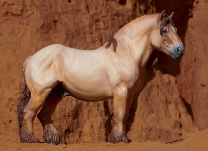 Rooibos - Photo Clémentine B.