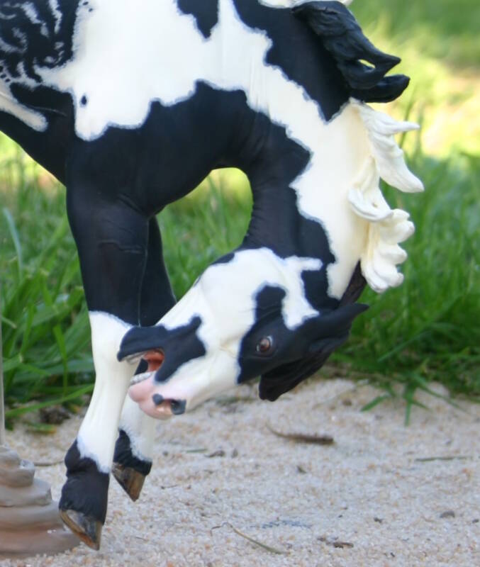 Willow Spot Fever - Photo Mandy L.