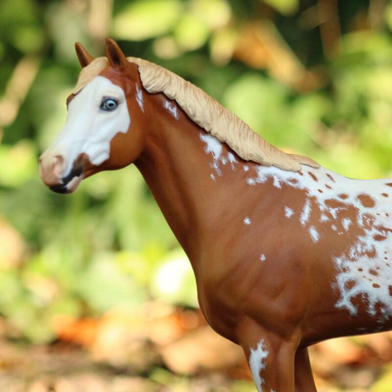 Ymir du Clos du Rohan - Photo Ludivine M.