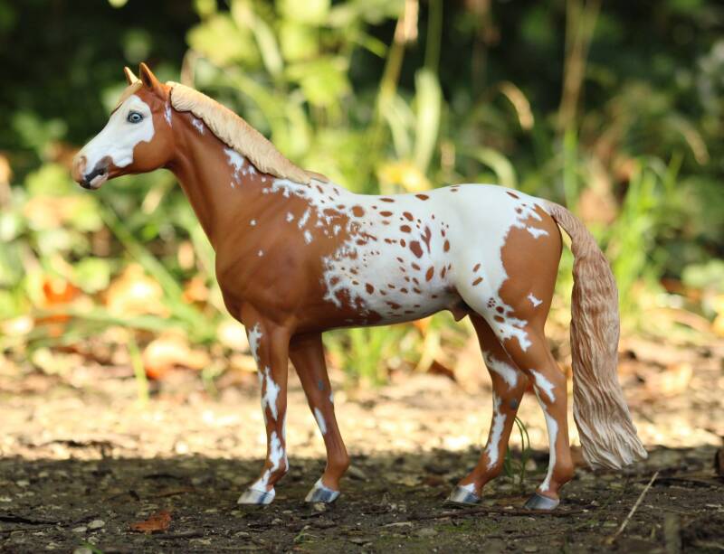 Ymir du Clos du Rohan  - Photo Ludivine M.