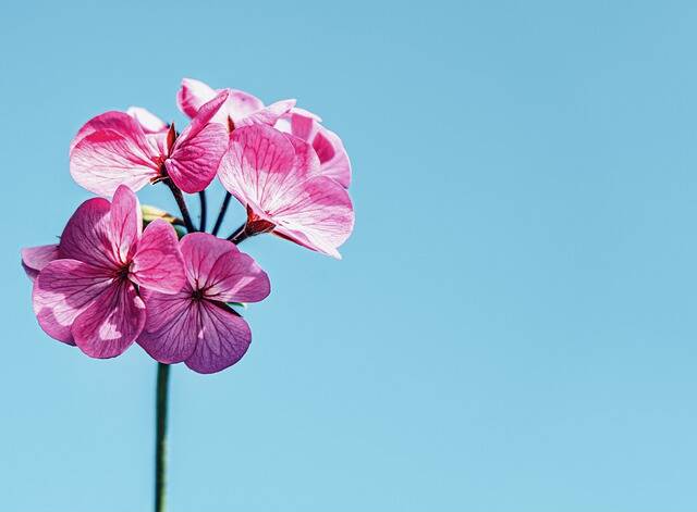 leven met fibromyalgie