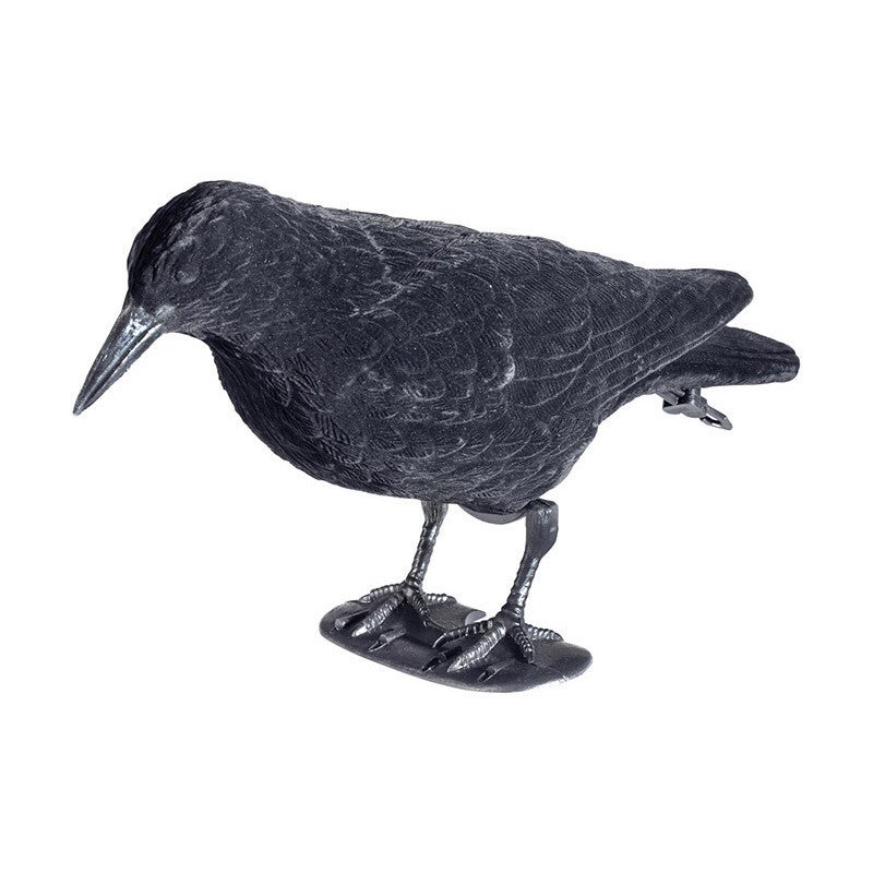 STEPLAND CORBEAU FLOQUE