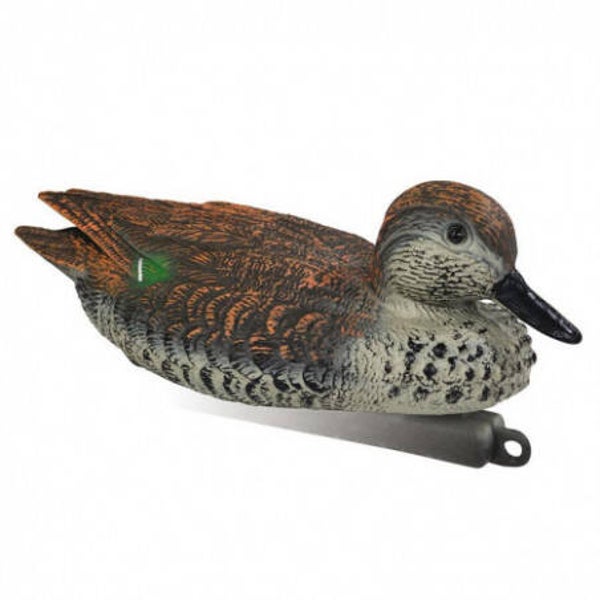 STEPLAND SARCELLE FEMELLE NORMAL