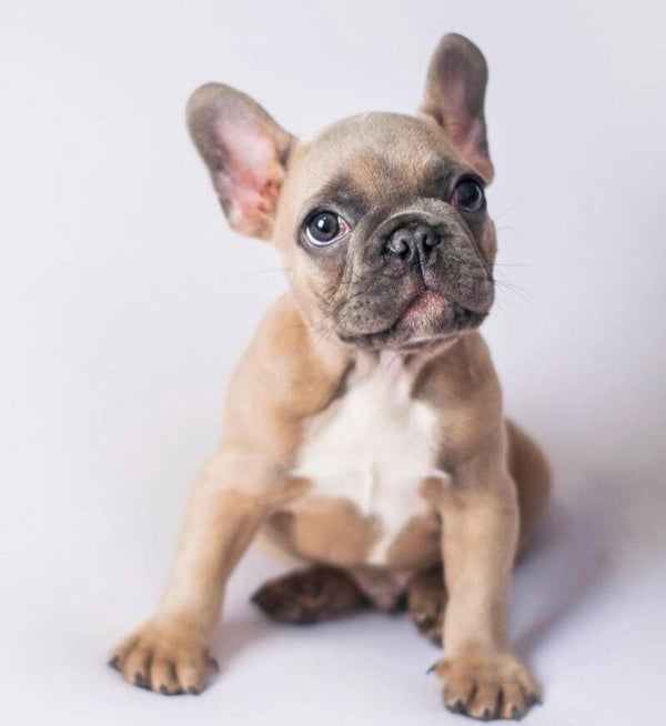 Bullgog Francés Diferentes Colores
