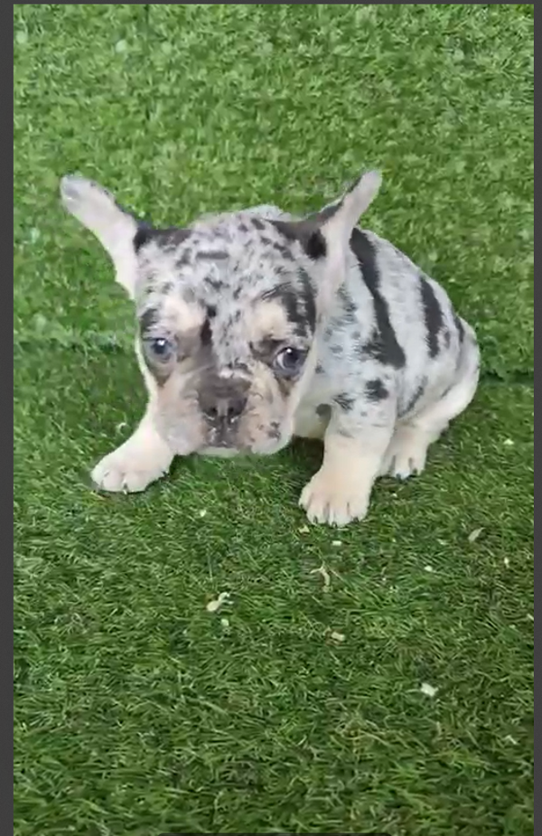 Bulldog francés Merle Lilac and Tan