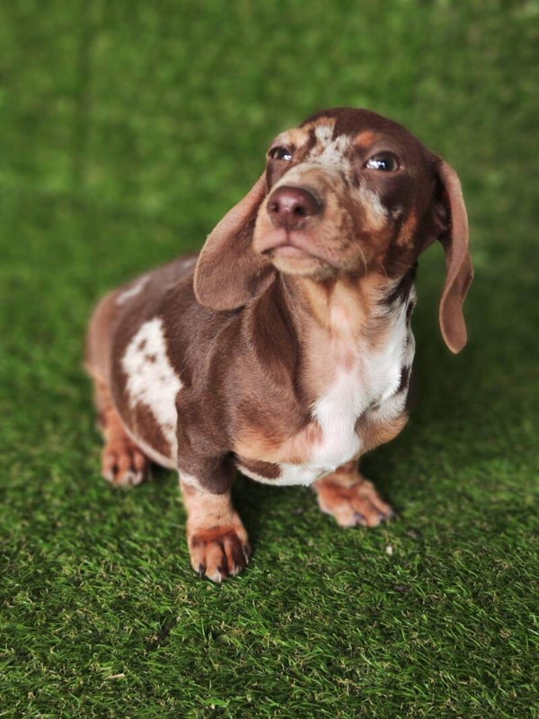 Tequel Arlequin Chocolate Macho