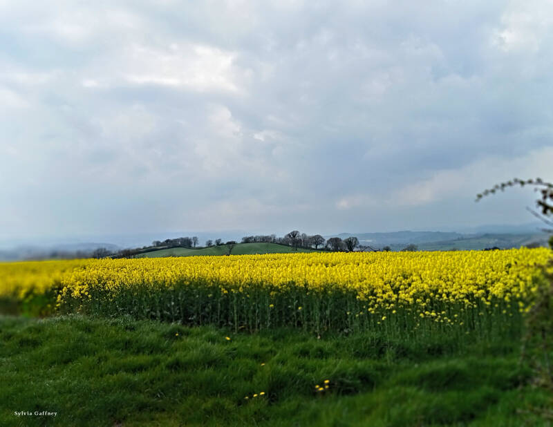 fields-of-gold