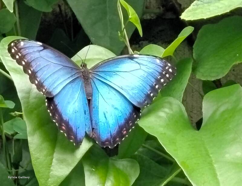 fragile-blue