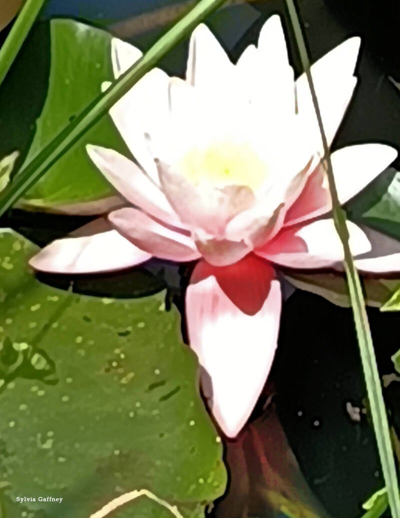 Lilly