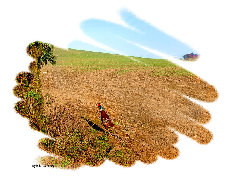 pleasant-pheasant