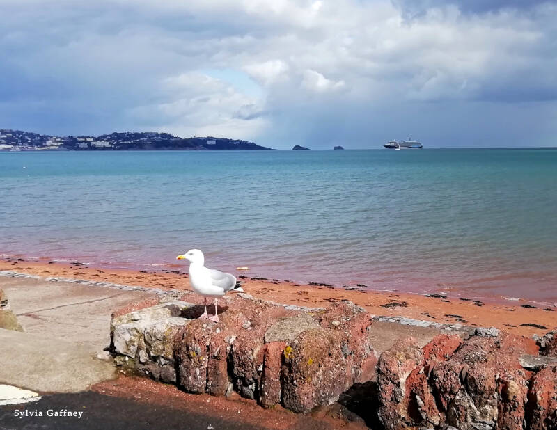 see-gull