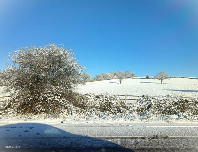 snowin-2026