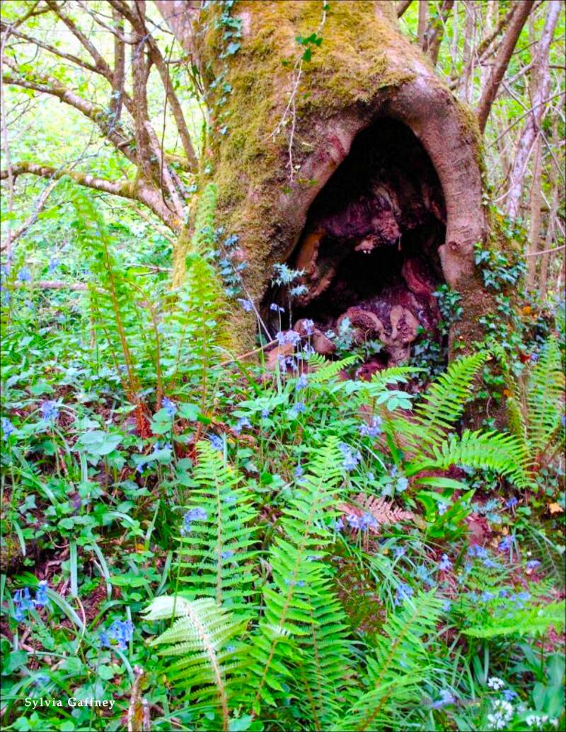 the-yawning-tree