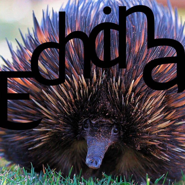 Ein typografisches Tierplakat für einen Schnabeligel / Echidna. 